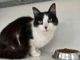 Adoption disponible : chat noir et blanc