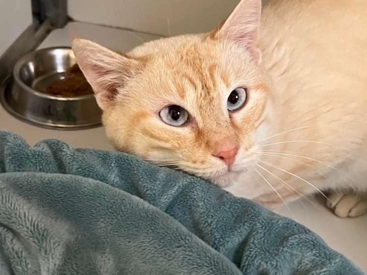 Chat tigré roux disponible à l'adoption