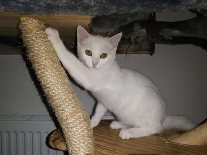 Chatte blanche à accueillir