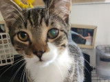 Chaton mâle en quête d'un foyer