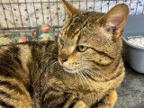 Chat tigré à la recherche d’un foyer