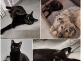 À adopter, chatonne de 9 mois