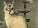 Prêt pour l'adoption, chatte grise