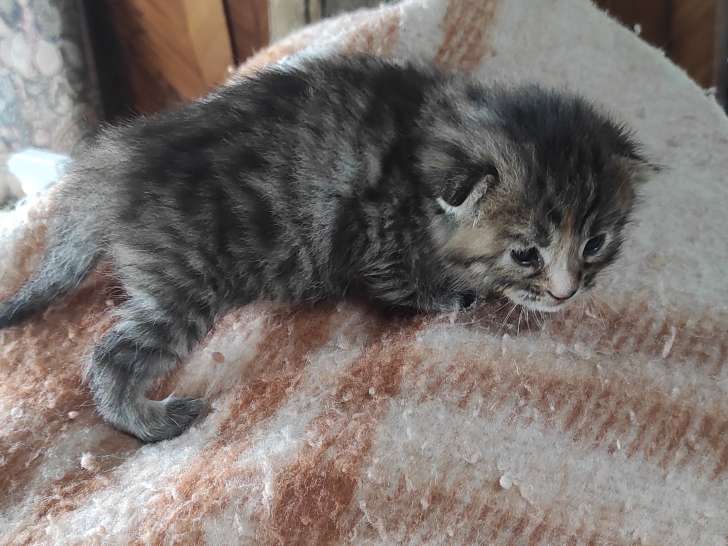 Chatonnes Bengal croisées Maine Coon à vendre