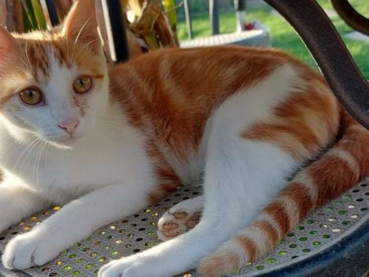 Prêt pour l’adoption : chaton mâle roux et blanc
