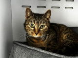 Chatte tigrée à adopter