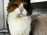 Chatte tricolore en attente d’adoption
