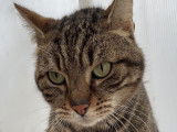 En attente d’adoption, chat tigré gris