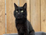 Chat de 3 ans en attente d’adoption