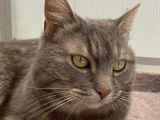 À adopter, chatte gris