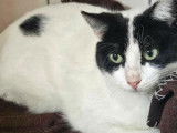 Chatte noire et blanche à la recherche d'une famille
