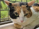 Chatte tricolore en attente d’adoption