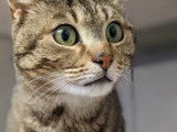 À adopter, chat au pelage tigré