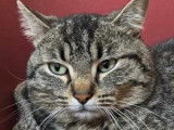 En attente d’adoption, chat âgé d'un an