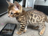 Chatons Bengal &agrave; vendre