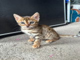 Chatons Bengal &agrave; vendre