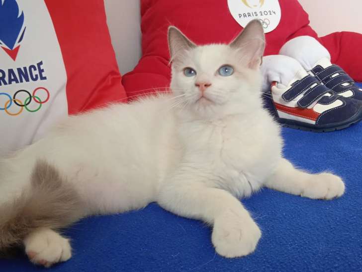 Chatons Ragdoll LOOF à vendre