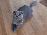 Femelle Scottish Fold bleue à vendre