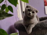 Femelle Scottish Fold bleue à vendre