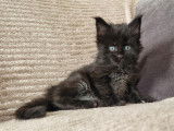 Chatons Maine Coon à vendre