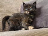 Chatons Maine Coon à vendre