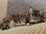 Chatons Maine Coon à vendre