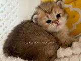 Chatonne British Longhair golden à vendre