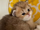 Chatonne British Longhair golden à vendre
