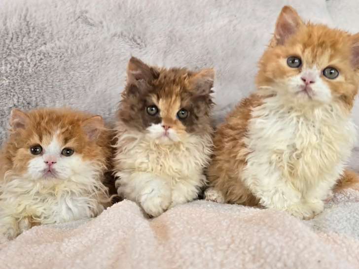 Selkirk Rex à réserver