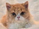 Selkirk Rex à réserver