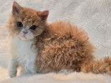 Selkirk Rex à réserver