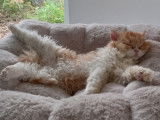 Selkirk Rex à réserver