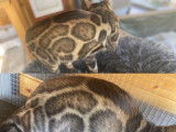 Mâle Bengal LOOF de haute lignée à vendre