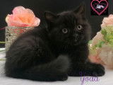 À réserver 2 chatons mâles British Shorthair noirs LOOF