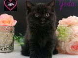 À réserver 2 chatons mâles British Shorthair noirs LOOF