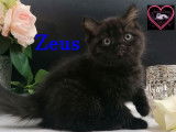 À réserver 2 chatons mâles British Shorthair noirs LOOF