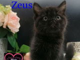 À réserver 2 chatons mâles British Shorthair noirs LOOF