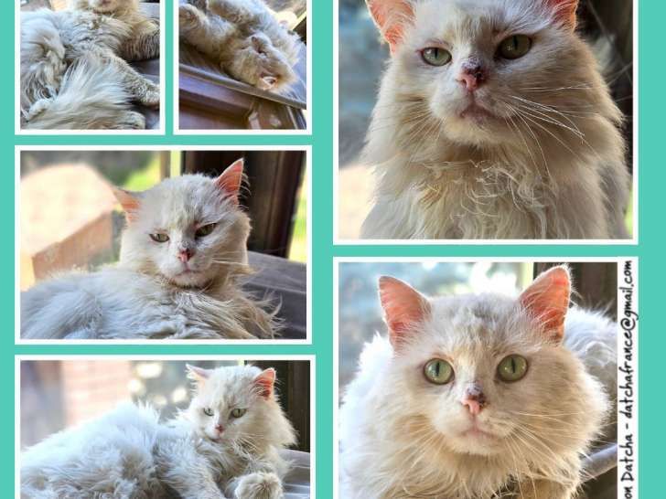 Disponible à l'adoption : chat blanc