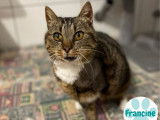 À adopter : chatte de 11 ans