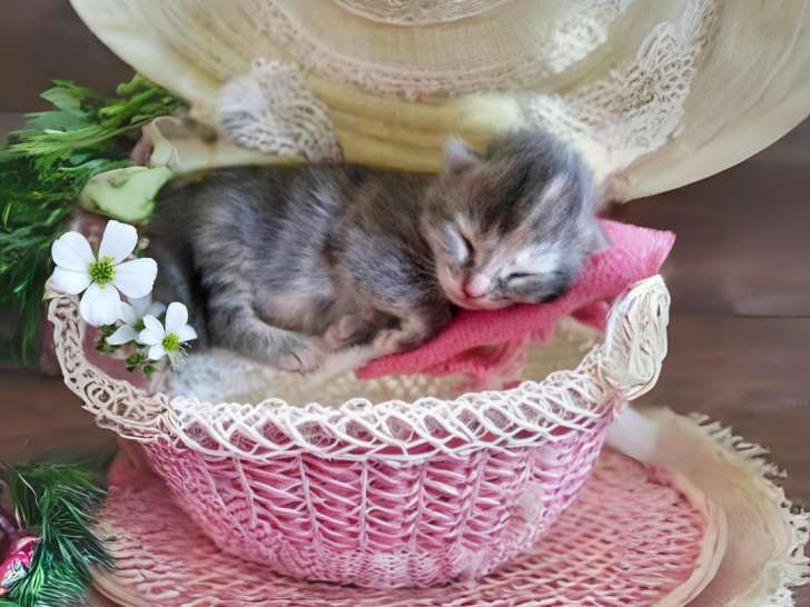 En attente d’adoption : chatonne tricolore