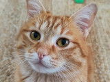 Chat roux disponible à l'adoption