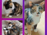Chatte tricolore en attente d’adoption