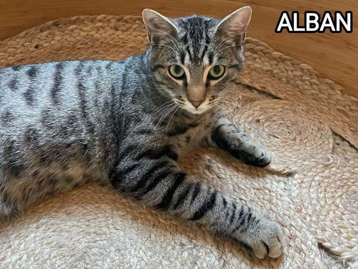 Disponible à l'adoption : chaton mâle tigré gris