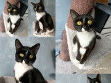 Chatonne à adopter