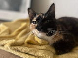 Chatte tricolore disponible à l'adoption
