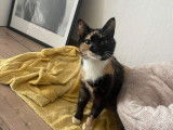 Chatte tricolore disponible à l'adoption