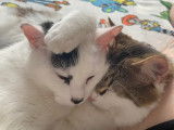 Chaton mâle de 7 mois en attente d’adoption