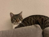 À adopter : chaton tigré