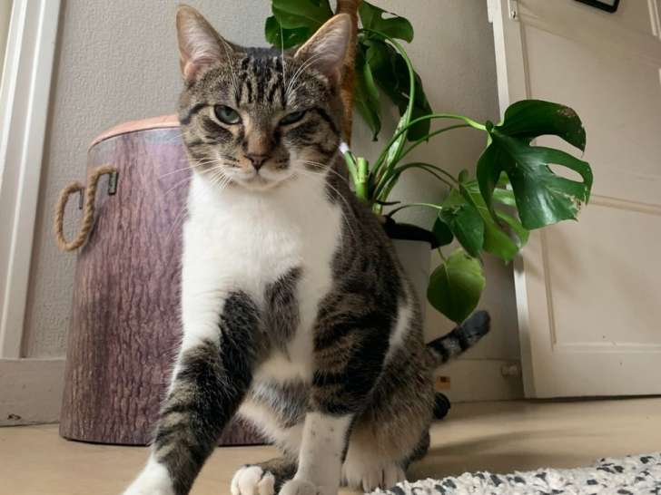 Disponible à l'adoption : chaton mâle de 6 mois