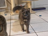 Chatte de 2 ans disponible à l'adoption